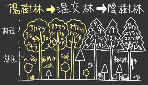 陽樹林 陰樹林|植物群集が極相へと変化する「植生遷移」について｜のうぎょう 